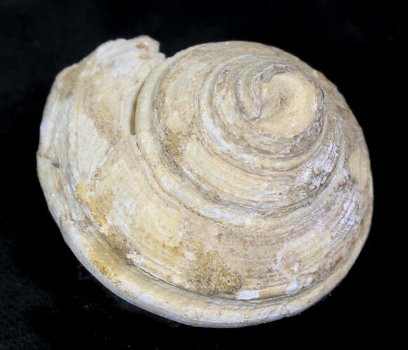 Fossil Gastropod (Pleurotomaria) - Madagascar #25534